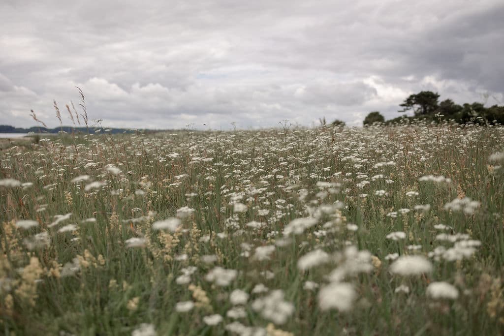 testimonial background