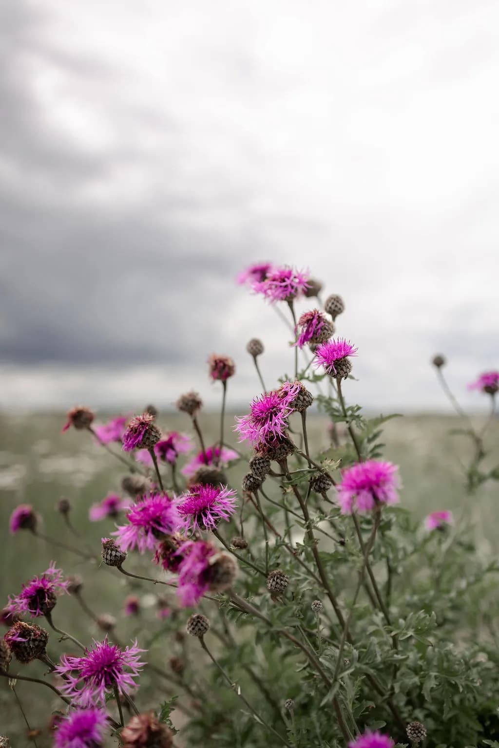 Depression og sorg behandling hos Susan Albertsen