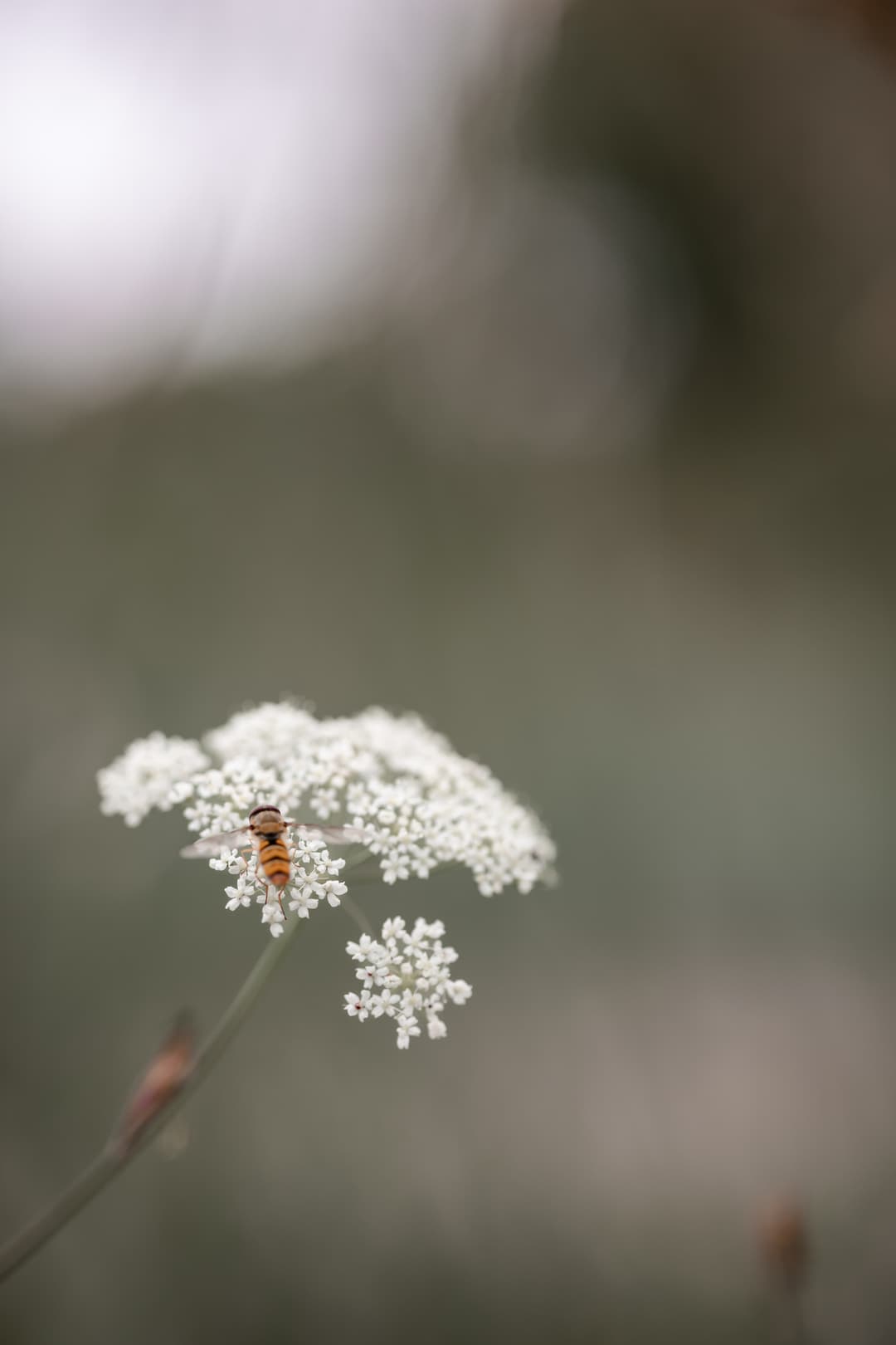 Beskrivelse af billedet